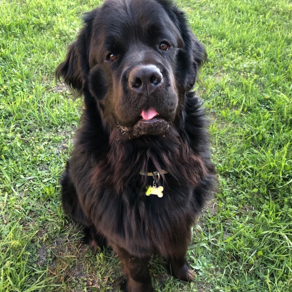 Meet your Posher, Alexandra (Alexia) - Picture 6 of 8